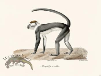 Cuvier 346 Mangabey With Callier